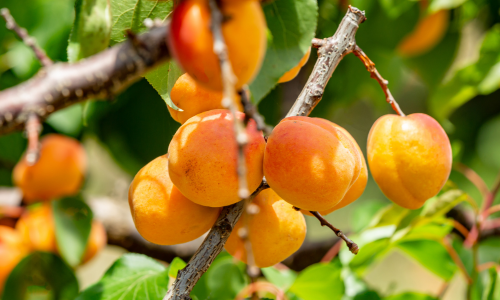 hierro en fruta